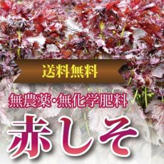 画像2: 送料無料！期間限定販売です。大分県産　赤しそ(赤紫蘇)【枝付き】4kg (2)