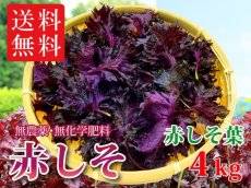 画像1: 送料無料！期間限定販売です。大分県産　赤しそ(赤紫蘇)【葉】4kg (1)