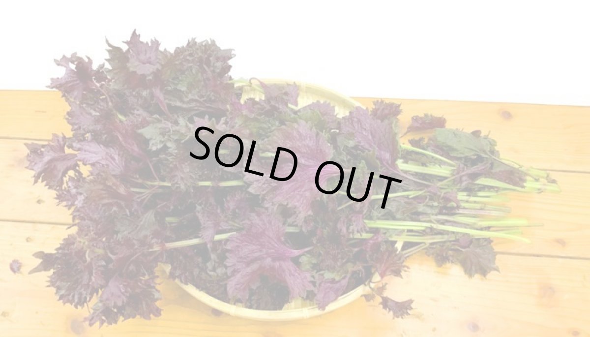 画像4: 送料無料！期間限定販売です。大分県産　有機　オーガニック　赤しそ(赤紫蘇)【枝付き】2kg (4)