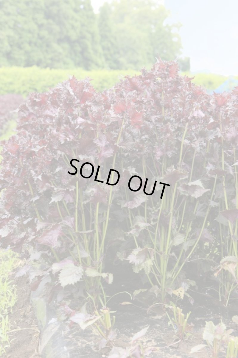 画像3: 送料無料！期間限定販売です。大分県産　有機　オーガニック　赤しそ(赤紫蘇)【葉】2000g (3)