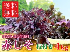 画像1: 送料無料！期間限定販売です。大分県産　赤しそ(赤紫蘇)【枝付き】4kg (1)