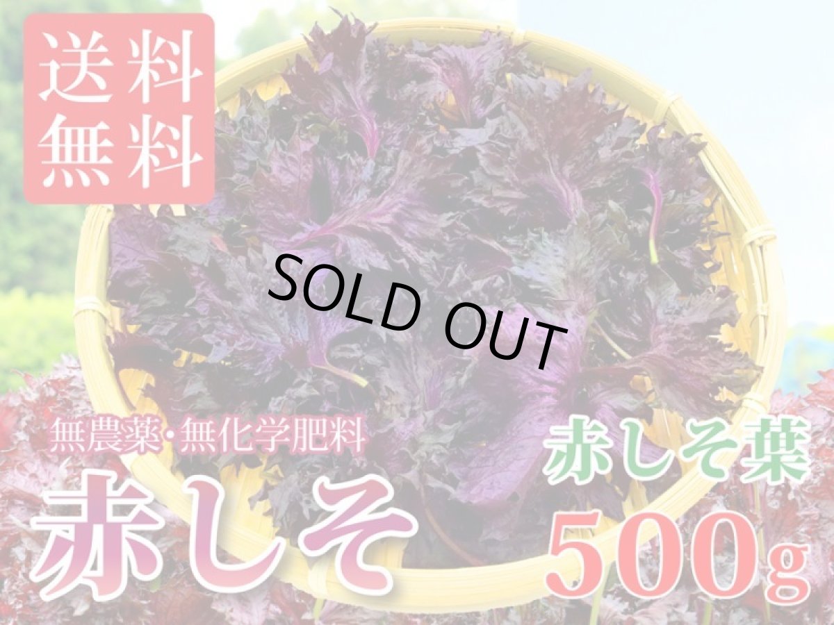 画像1: 送料無料！期間限定販売です。大分県産　赤しそ(赤紫蘇)【葉】500g (1)