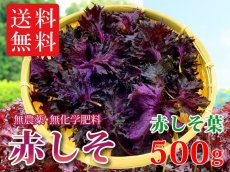 画像1: 送料無料！期間限定販売です。大分県産　赤しそ(赤紫蘇)【葉】500g (1)