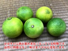 画像3: 【送料無料】加工用原料 有機かぼす 4kg (3)