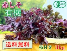 画像1: 送料無料！期間限定販売です。大分県産　有機　オーガニック　赤しそ(赤紫蘇)【枝付き】3kg (1)