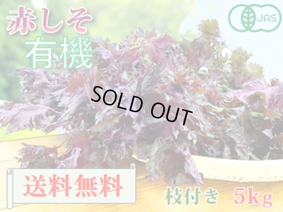 画像1: 送料無料！期間限定販売です。大分県産　有機　オーガニック　赤しそ(赤紫蘇)【枝付き】5kg (1)