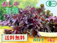 画像1: 送料無料！期間限定販売です。大分県産　有機　オーガニック　赤しそ(赤紫蘇)【枝付き】5kg (1)