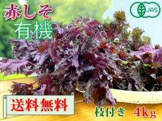 画像1: 送料無料！期間限定販売です。大分県産　有機　オーガニック　赤しそ(赤紫蘇)【枝付き】4kg (1)