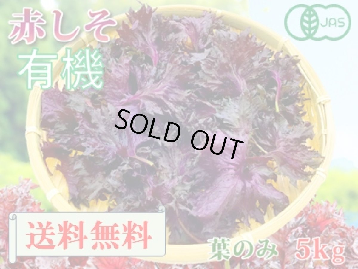 画像1: 送料無料！期間限定販売です。大分県産　有機　オーガニック　赤しそ(赤紫蘇)【葉】5kg (1)
