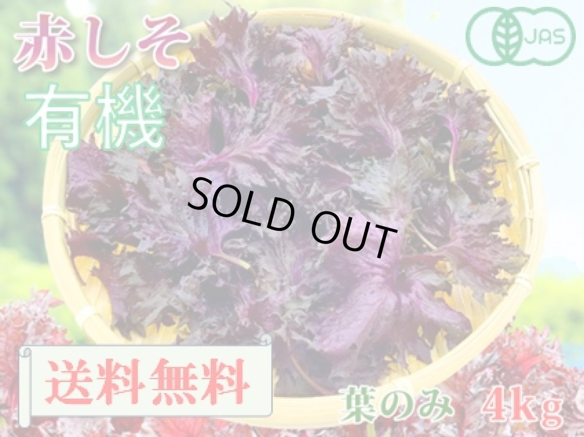 画像1: 送料無料！期間限定販売です。大分県産　有機　オーガニック　赤しそ(赤紫蘇)【葉】4kg (1)