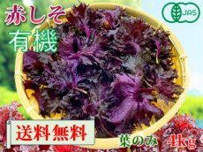 画像1: 送料無料！期間限定販売です。大分県産　有機　オーガニック　赤しそ(赤紫蘇)【葉】4kg (1)