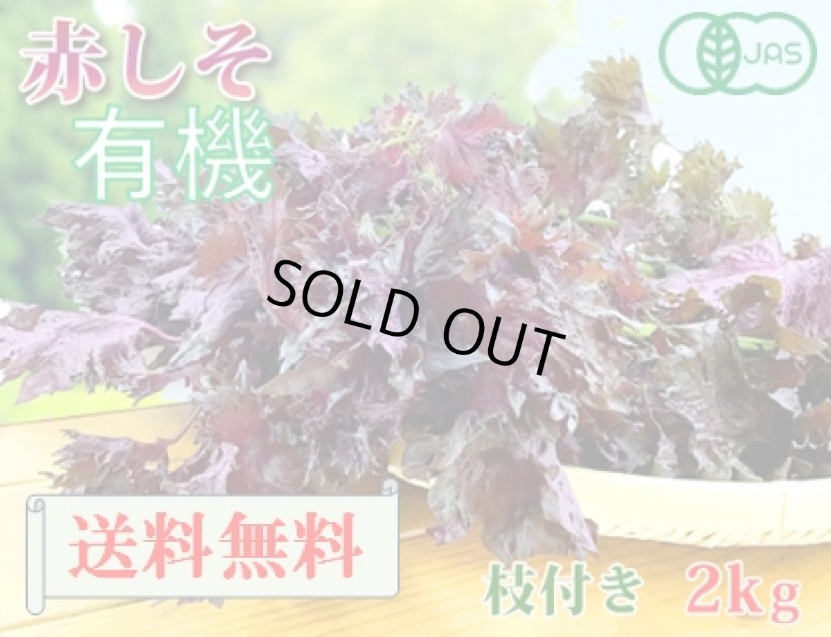 画像1: 送料無料！期間限定販売です。大分県産　有機　オーガニック　赤しそ(赤紫蘇)【枝付き】2kg (1)