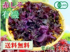 画像1: 送料無料！期間限定販売です。大分県産　有機　オーガニック　赤しそ(赤紫蘇)【葉】1000g (1)