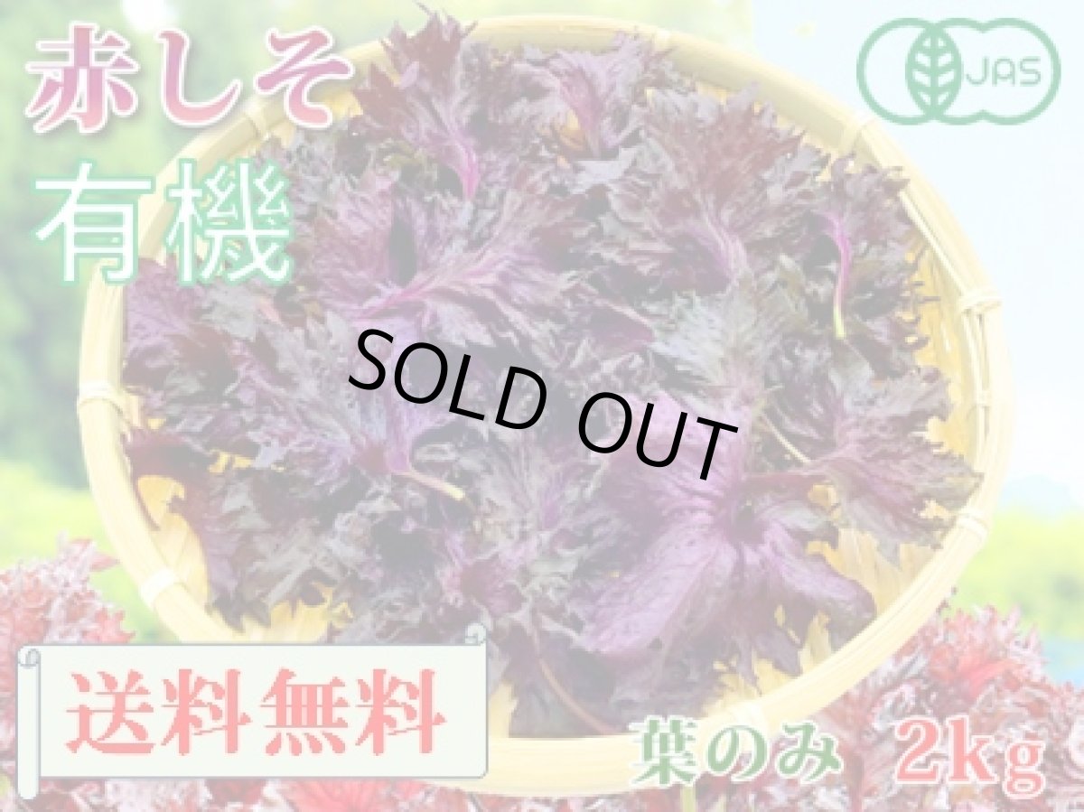 画像1: 送料無料！期間限定販売です。大分県産　有機　オーガニック　赤しそ(赤紫蘇)【葉】2000g (1)