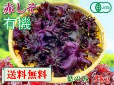 画像1: 送料無料！期間限定販売です。大分県産　有機　オーガニック　赤しそ(赤紫蘇)【葉】2000g (1)