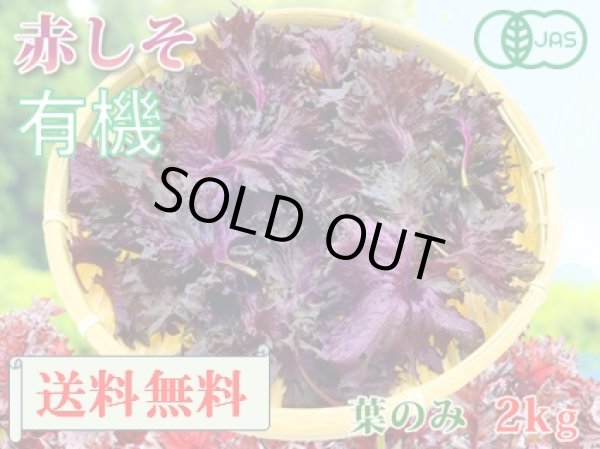 赤しそちりめんを全国へ通販