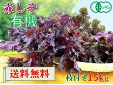 画像1: 送料無料！期間限定販売です。大分県産　有機　オーガニック　赤しそ(赤紫蘇)【枝付き】15kg (1)