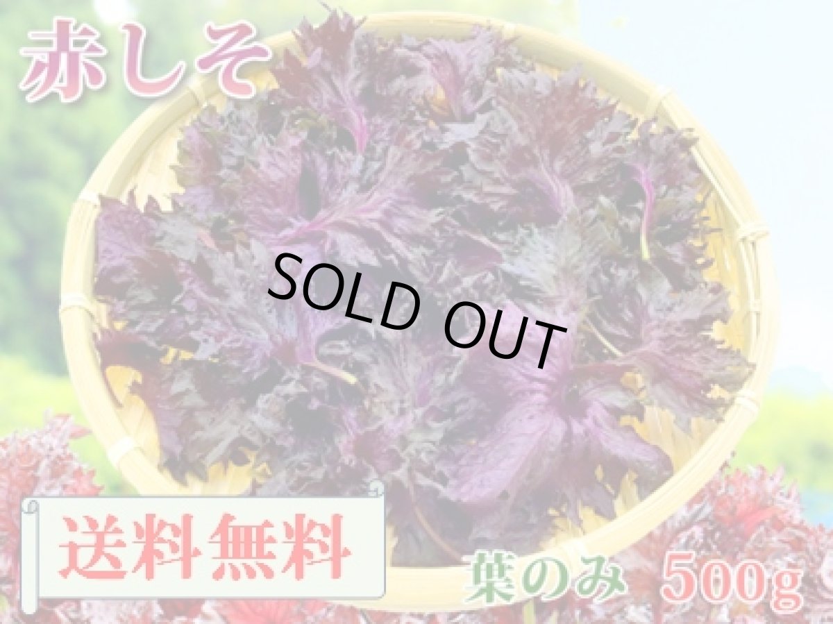 画像1: 送料無料！期間限定販売です。大分県産　有機　オーガニック　赤しそ(赤紫蘇)【葉】500g (1)