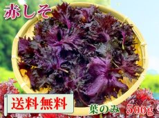 画像1: 送料無料！期間限定販売です。大分県産　有機　オーガニック　赤しそ(赤紫蘇)【葉】500g (1)