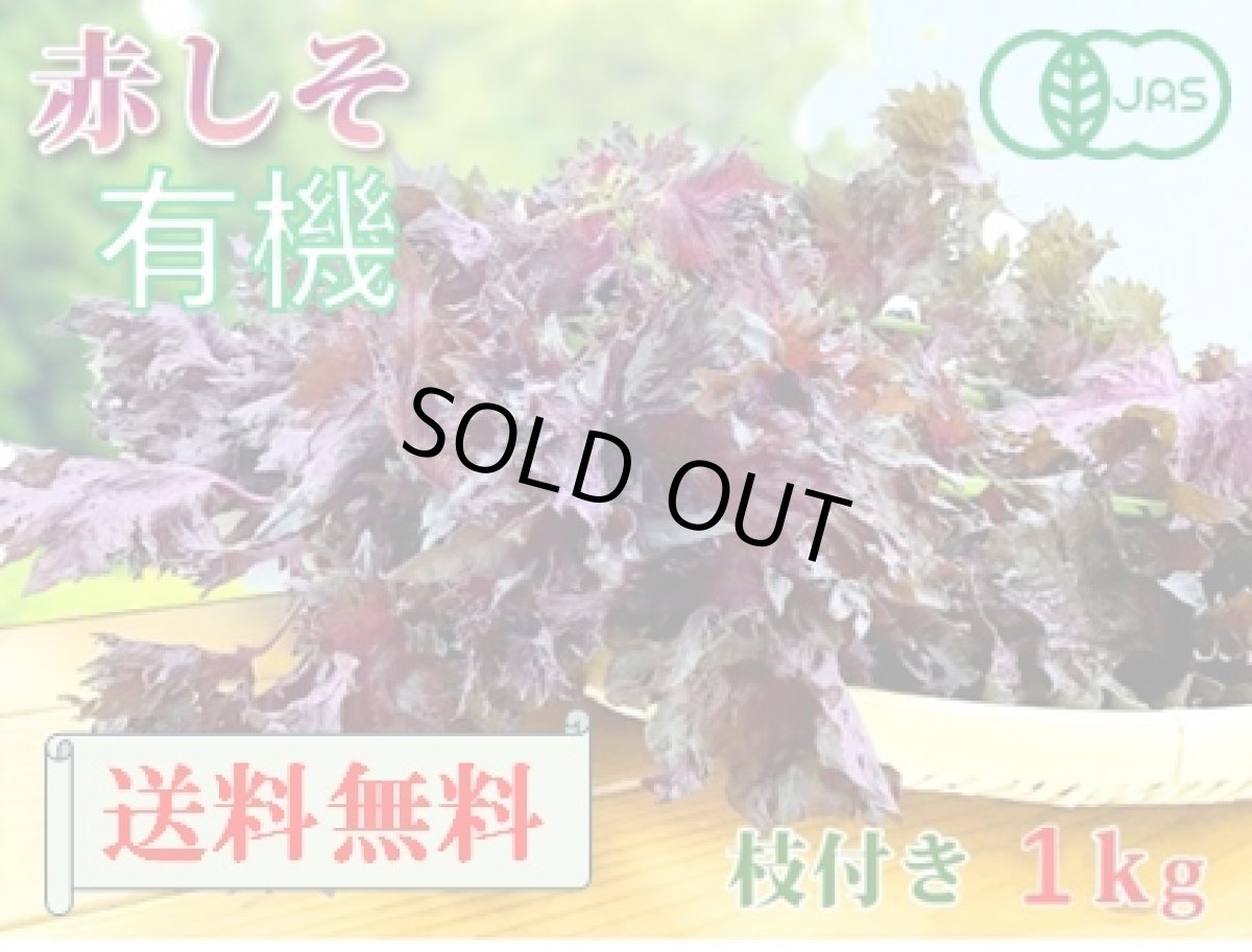 画像1: 送料無料！期間限定販売です。大分県産　有機　オーガニック　赤しそ(赤紫蘇)【枝付き】1kg (1)