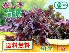 画像1: 送料無料！期間限定販売です。大分県産　有機　オーガニック　赤しそ(赤紫蘇)【枝付き】1kg (1)