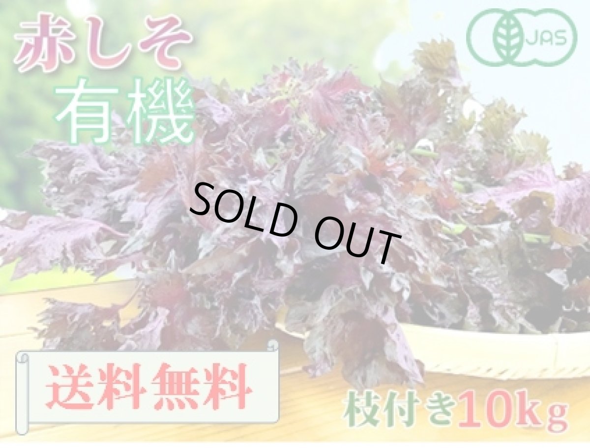 画像1: 送料無料！期間限定販売です。大分県産　有機　オーガニック　赤しそ(赤紫蘇)【枝付き】10kg (1)