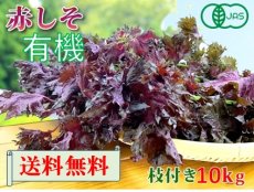 画像1: 送料無料！期間限定販売です。大分県産　有機　オーガニック　赤しそ(赤紫蘇)【枝付き】10kg (1)